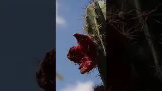 Не совсем обычный кактус