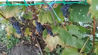 14 октября идёт снег  Покров