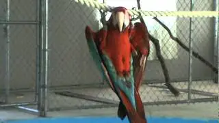 Parrot chin ups