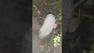 Ёжик 🦔 красавчик #ежик #животные #shorts