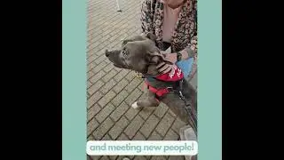 Silver would love to find his new forever home!