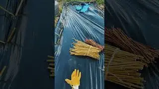 Giant American Willow, planting cuttings. 