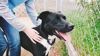 Meet Barbie One Residents at Mary S Roberts Pet Adoption Center