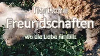 Tierische Freundschaften - Wo die Liebe hinfällt