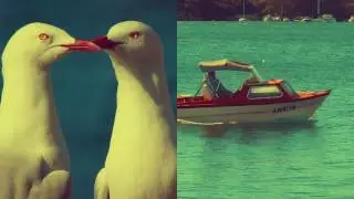 Cockatoo Island (2017)