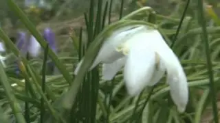Solitary Snowdrop