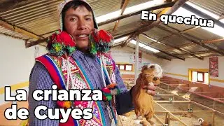 La crianza de Cuyes