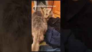 страшное нападение мыши на кота. очень смешно😁