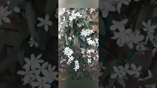 Белый цвет в моем саду