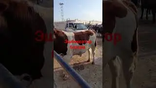 эшбексатор бозори  09 06 2024