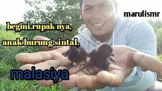 begini rupaknya anak burung sintal.malasiya