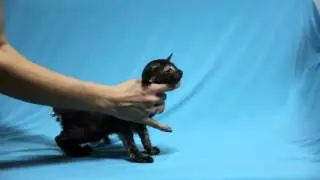 female О*кей Амальтея / O*kay Amaltea 1,5 месяца/ 1,5 month