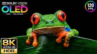 Incredible OLED HDR Showcase | Dolby Vision 120fps | 8K ULTRA HD Nature Video (8K/4K Video TV)