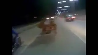 Running horse meme(juan )