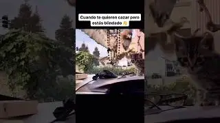 Gato vs Águila #gato #gatos #cat #cats #catlover #kitty #viral #reels #trending #humor