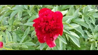 ПИОН РЕД ШАРМ 2020 года PION RED CHARM 2020