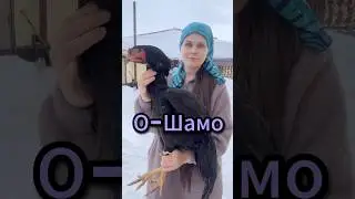 О-шамо