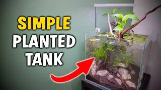 Making A Simple Planted Tank ANYONE Can Create! Step-By-Step Tutorial