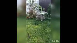 Можно смотреть бесконечно. кот и мышь.