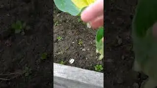 Thunderbolt Hosta