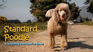 Standard Poodle The Intelligent, Athletic & Elegant Dog Breed Explained