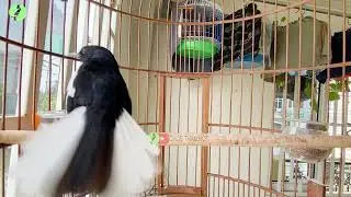 Choè than HÓT ĐẤU THÚC CĂNG XÒE || Luyện Choè than HÓT CĂNG LỬA || Kích Chòe Than Hót Đấu.choethan2