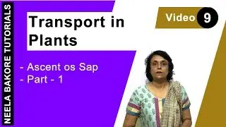 Transport in Plants | NEET | Ascent of sap - Part 1 | Neela Bakore Tutorials