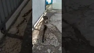 Ужасная бойня котов не смотреть слабонервным 18+ ох убивают жгут