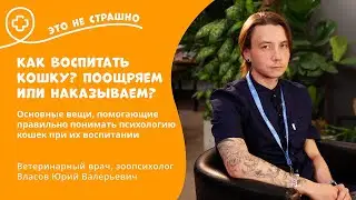Это не страшно. Как воспитать кошку: поощряем или наказываем?