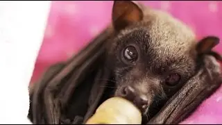 Ruby The Flying Fox