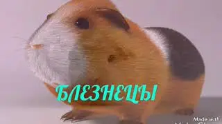 Гороскоп какая ты морская свинка