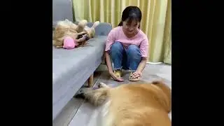 Funniest Dogs and Cats Videos - Funny Animal Videos, Best Of The 2021 Edition 🤣😂