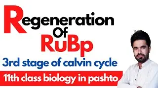 Regeneration of RuBp | 3rd stage of calvin cycle | Pashto