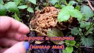 Строчок и сморчки. Начало мая