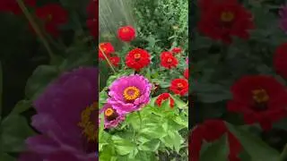 Кто знает как собрать семена прекрасной циннии на следующий год🙏прошу совет  #shorts
