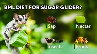 BML Diet for Sugar Gliders | Sugar Glider Diet & Care
