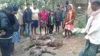 Niali mendha video by SK kamran