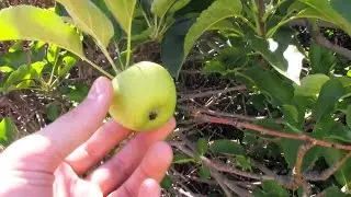 Sustainable Fruit Tree Harvest!