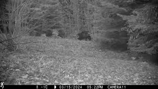 Wild boar (Sus scrofa)