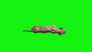 tiger green screen video footage sleep ri b
