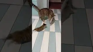 Дусины котята научились ходить