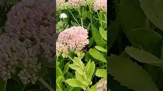 Толстожопик #recommended #love #sports #trending #beauty #belarus #funny #food #nature #ytshorts #yt
