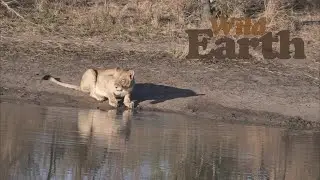 WildEarth - Sunset - 28 July 2021