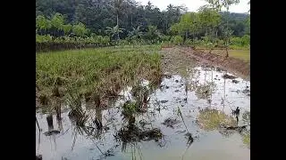 LAGIH MUSIM MACUL CIAMIS