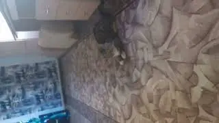 попрыгунчики