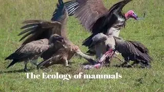 The mammals ecology at Nasera rock in Ngorongoro Conservation Area.