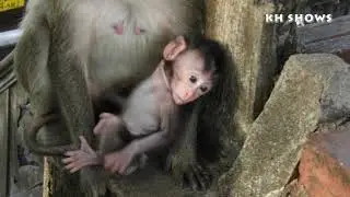 Amazing Baby Quinny Try to Walk and Play Around MOM | Heidi Group