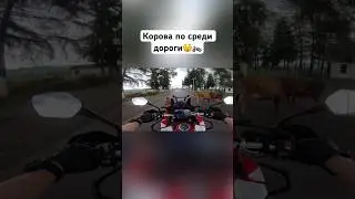 Едешь и тут коровы по среди дороги😲🏍️ 