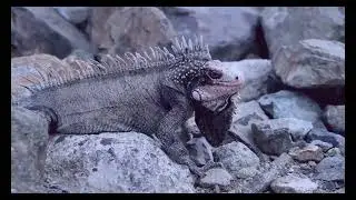 ASMR. chameleon 4K 60 fps🐻