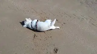 Westie freut sich am Sand in der Normandie (Omaha Beach)